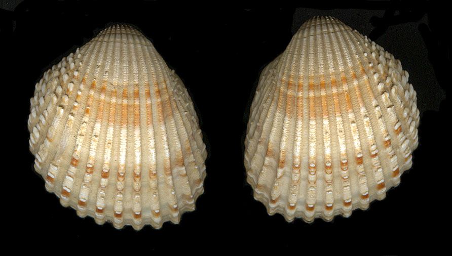 Acanthocardia tubercolata